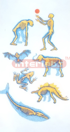 WORLD ANIMAL SKELETAL COMPARISON MODEL